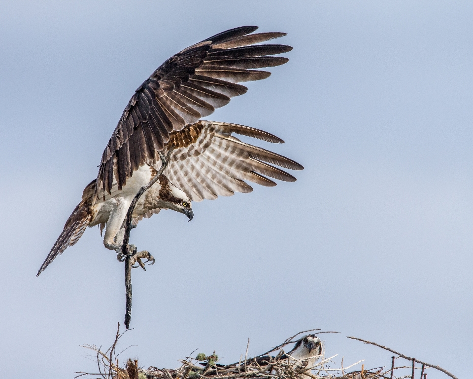 Oiseau aile explorer faune