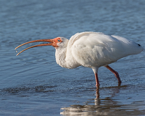 Bird wing wildlife beak Photo