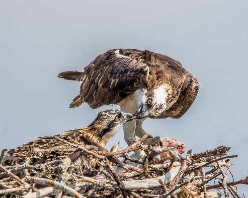 Foto Pássaro explorar fêmea animais selvagens