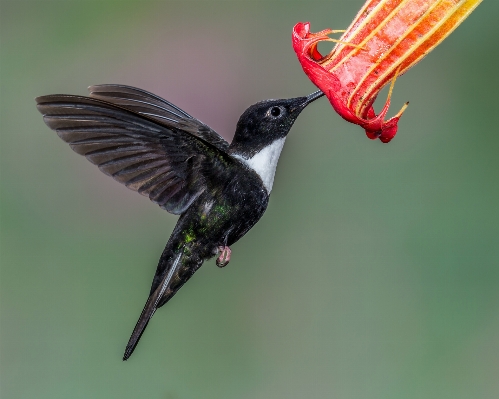 Bird wing beak hummingbird Photo