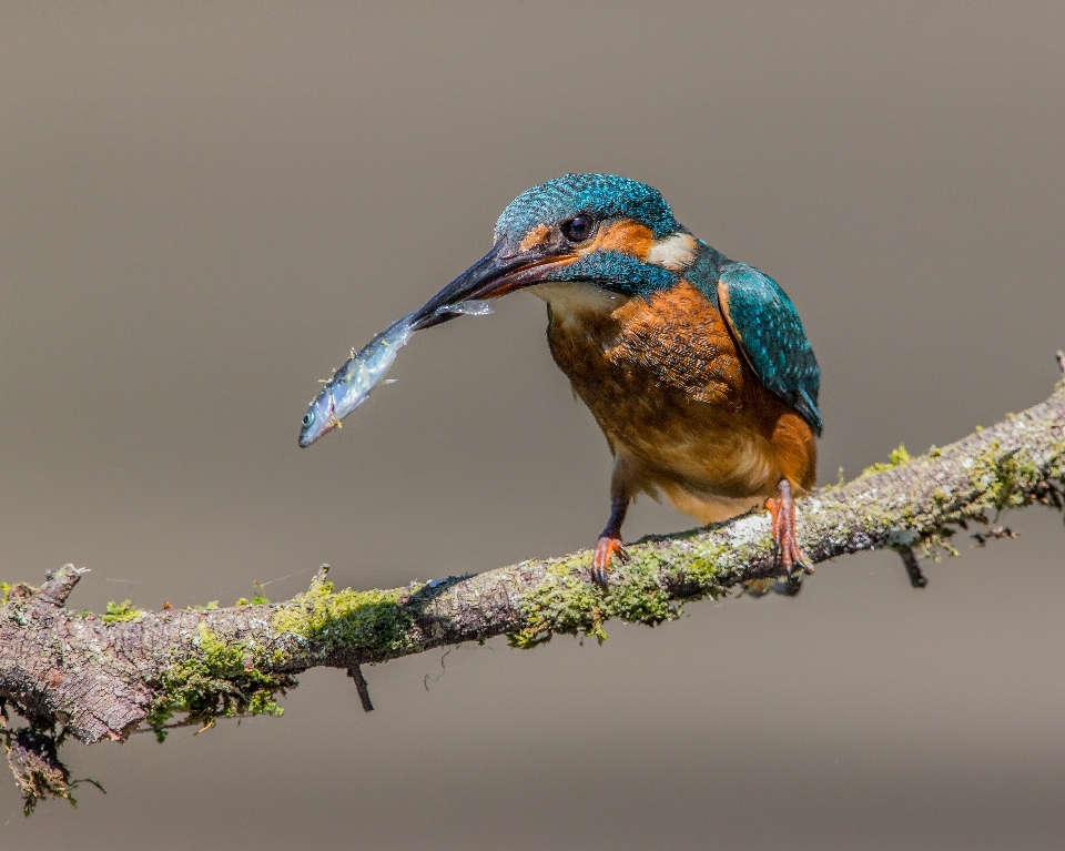 Alam cabang burung margasatwa