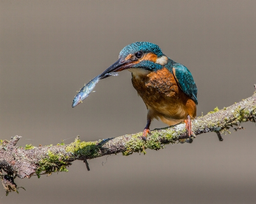 Foto Alam cabang burung margasatwa