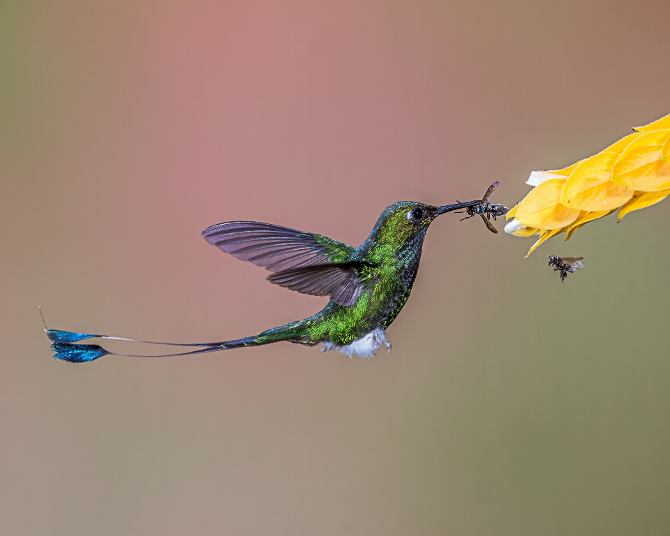 Natura ramo uccello ala