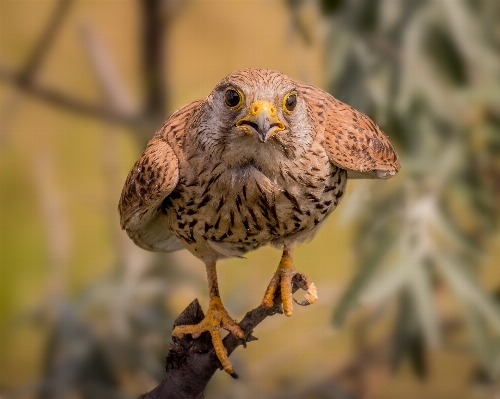 Photo Oiseau faune réflexion le bec