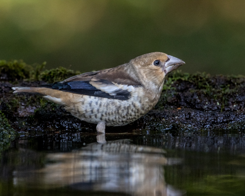 Nature bird wildlife beak