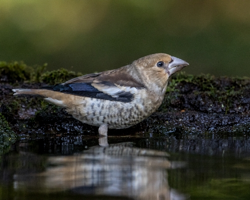 Nature bird wildlife beak Photo