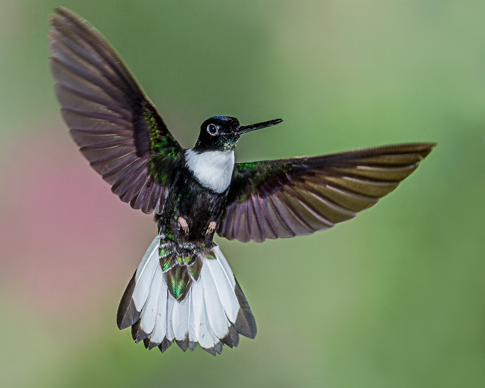 Alam burung sayap bunga