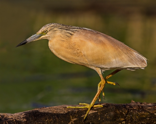 Nature bird wing wildlife Photo