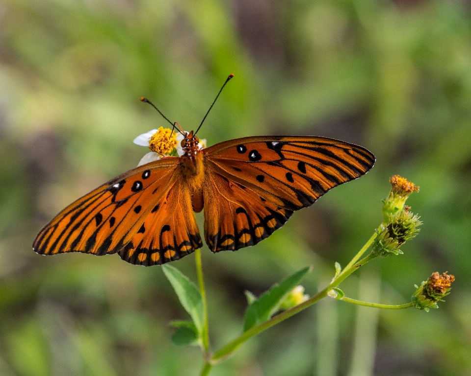 Natura ala prateria
 fiore