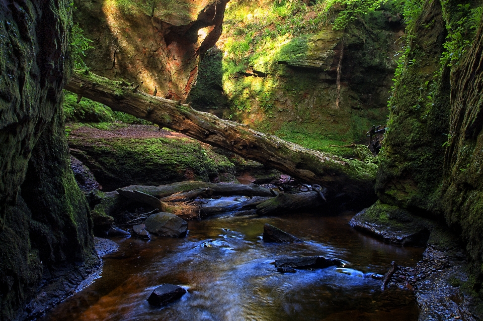 Landscape tree water nature