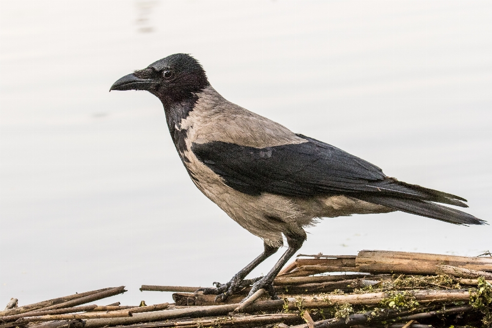 Burung sayap margasatwa paruh