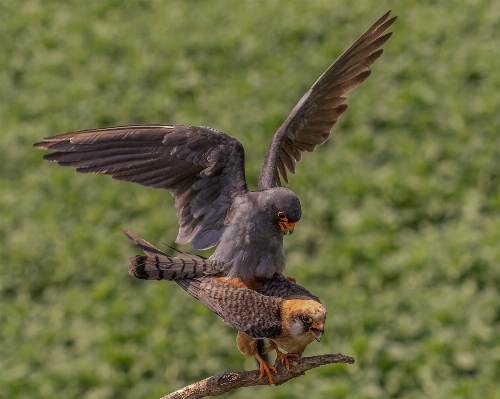 鳥 羽 野生動物 嘴 写真