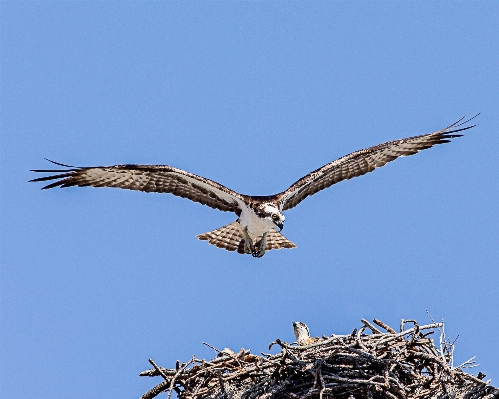 Bird wing male wildlife Photo