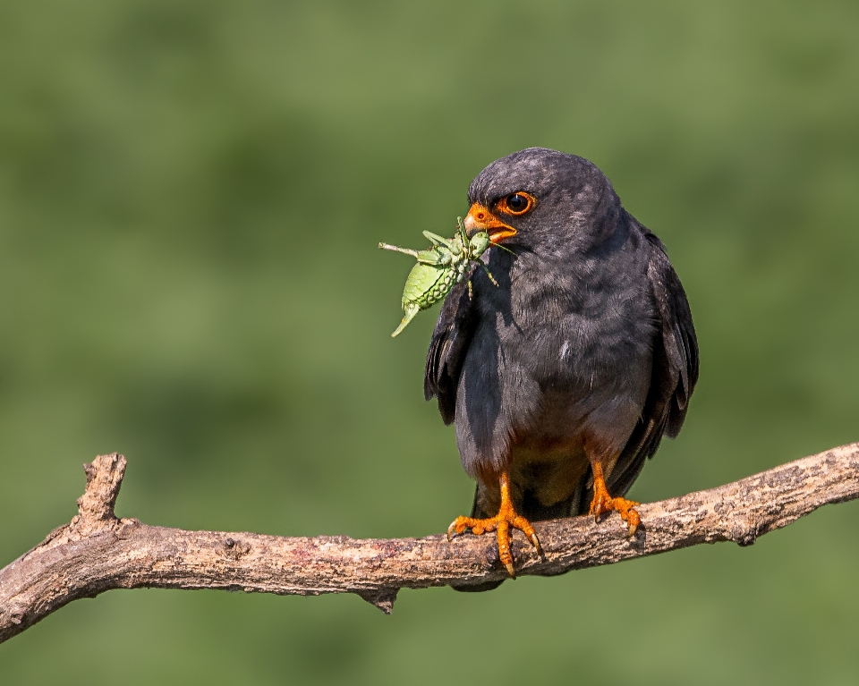 Naturaleza rama pájaro masculino