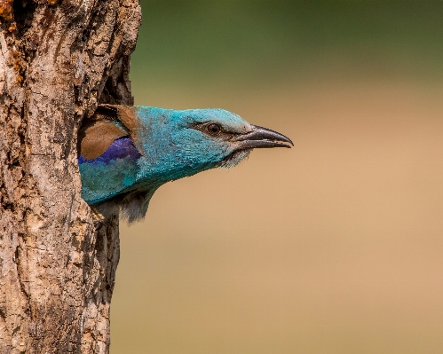 Foto Alam cabang burung sayap