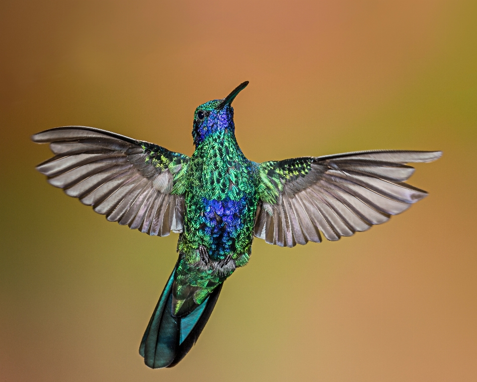 Oiseau aile vert colibri