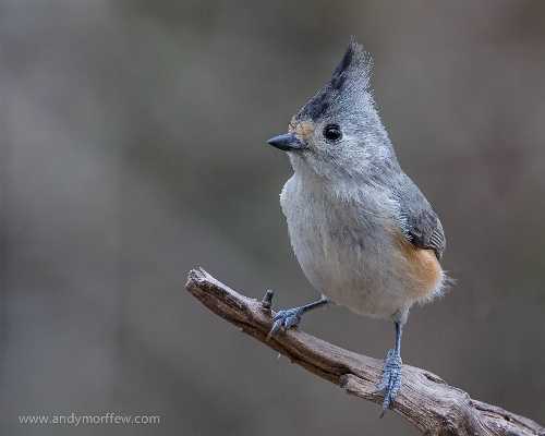 自然 ブランチ 鳥 野生動物 写真