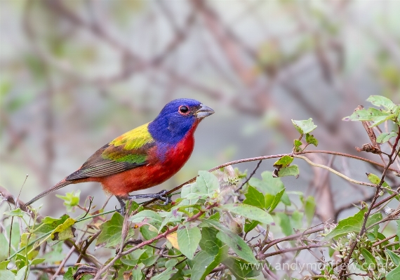 Nature branch bird flower Photo