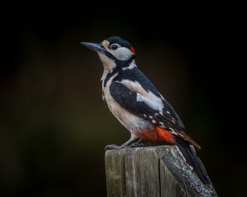 Bird wing post male