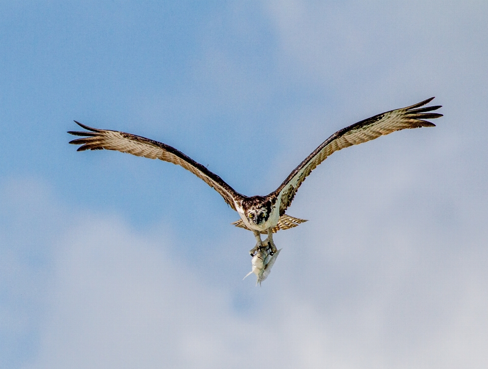 Burung sayap paruh penerbangan