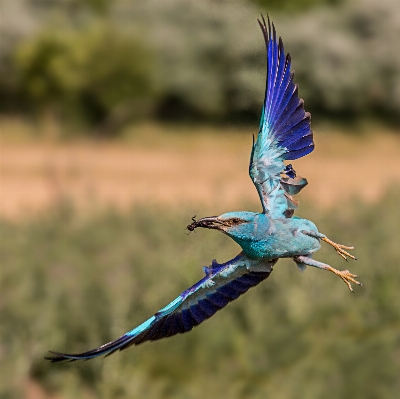 Bird wing wildlife beak Photo