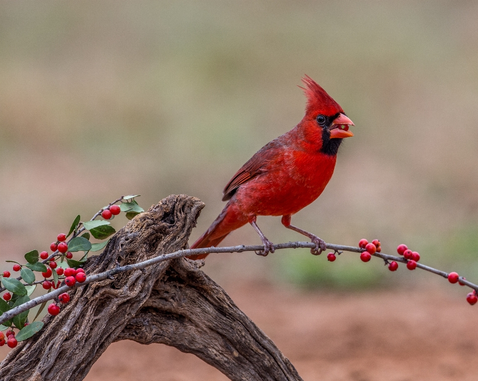 Natura ramo uccello fiore