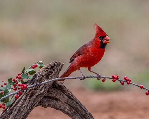 Foto Alam cabang burung bunga