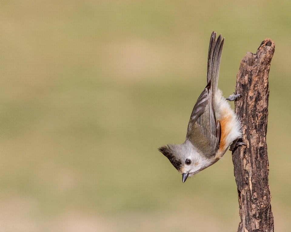 Branch bird wildlife beak