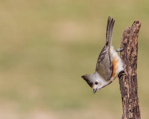 Branch bird wildlife beak Photo