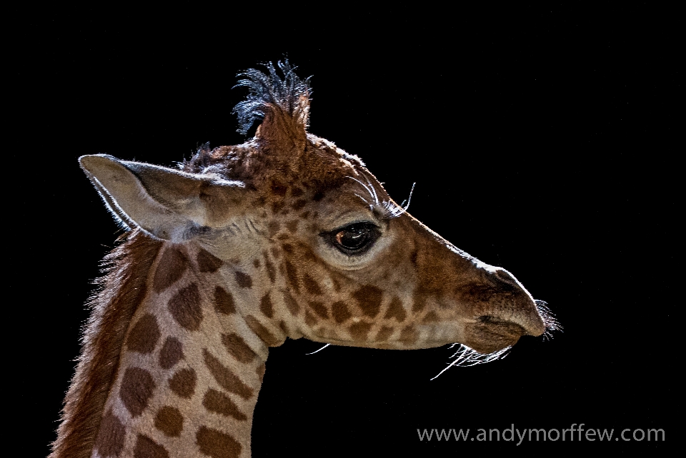 Animais selvagens mamífero fauna girafa