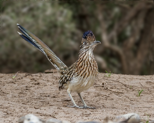 Foto Burung padang rumput
 margasatwa paruh