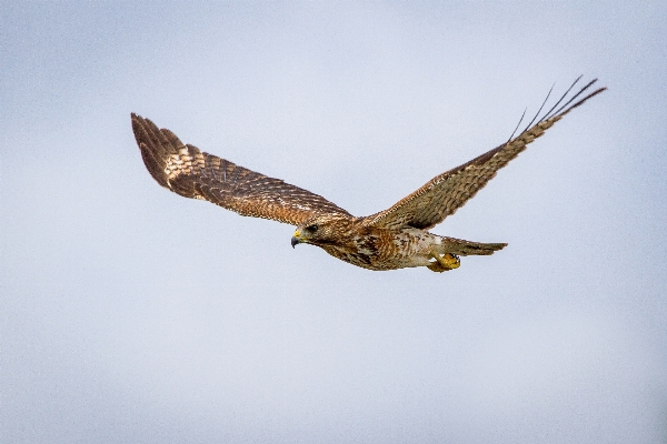 Foto Burung sayap mengeksplorasi paruh