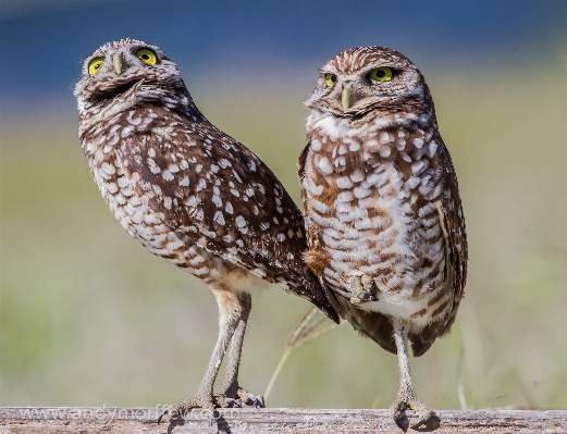 鳥 野生動物 嘴 フクロウ 写真