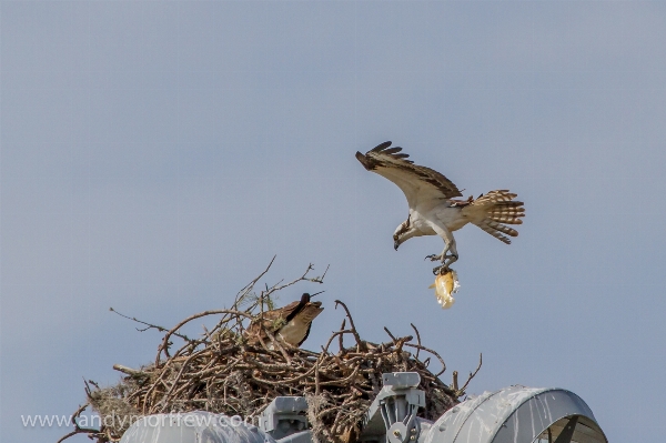 鳥 羽 海鳥
 野生動物 写真