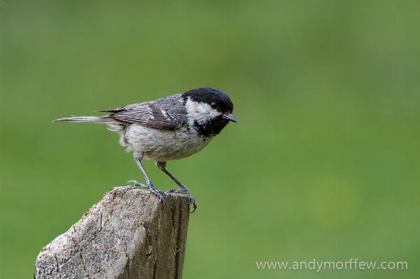 Branch bird wildlife beak Photo