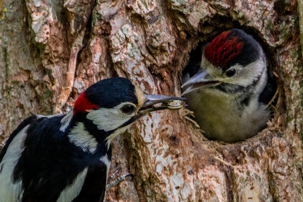 ブランチ 鳥 探検 野生動物 写真