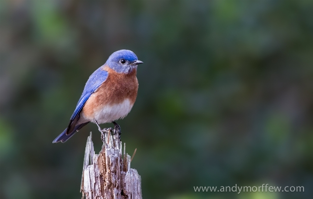 Nature branch bird wildlife Photo