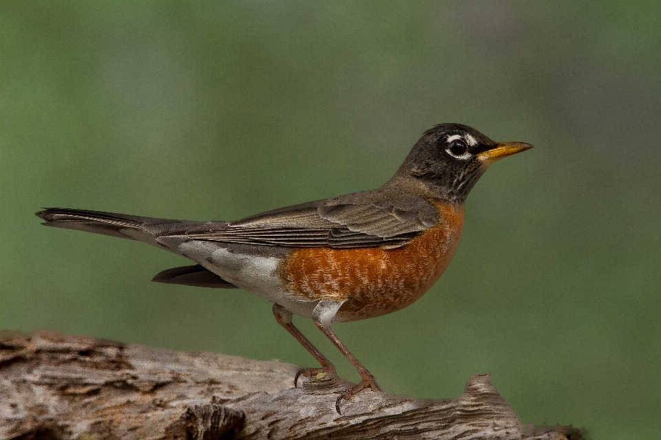 Vogel erkunden weiblich tierwelt