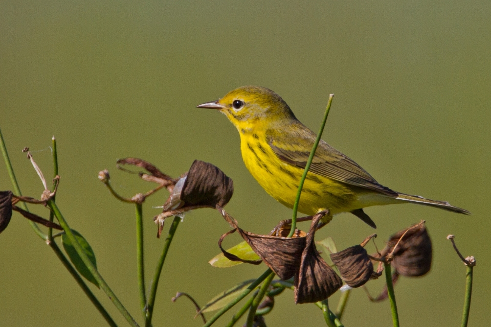 Natur zweig vogel blume