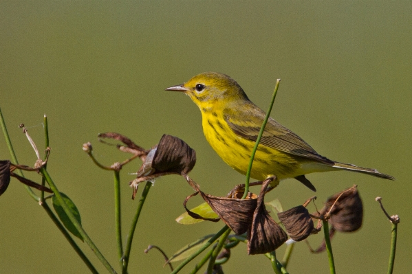 Zdjęcie Natura oddział ptak kwiat