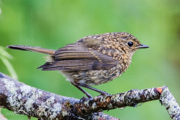 Nature branch bird wildlife Photo