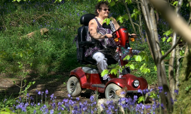 Forest adventure walk vehicle Photo