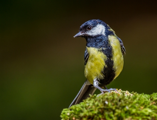 Foto Alam cabang burung margasatwa