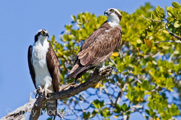 Photo Nature oiseau faune le bec