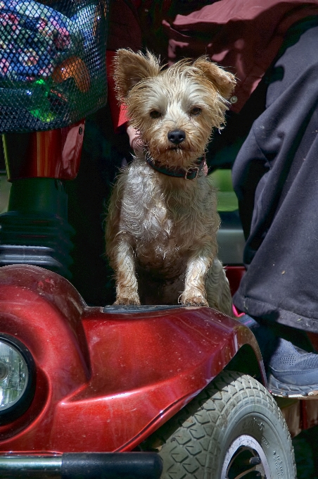 Chien marcher mammifère vertébré
