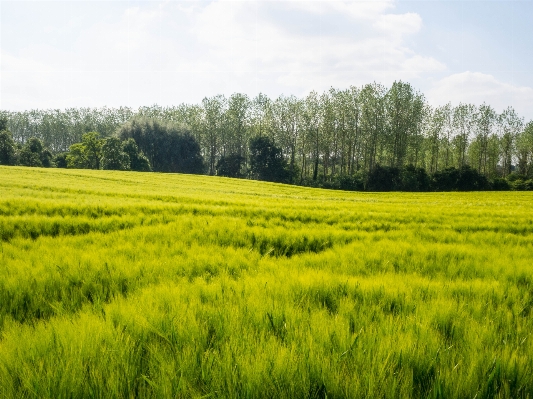 Grass plant field meadow Photo