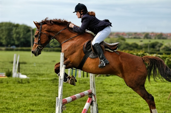 ハントシート
 馬術
 英語乗馬
 人間の行為
 写真