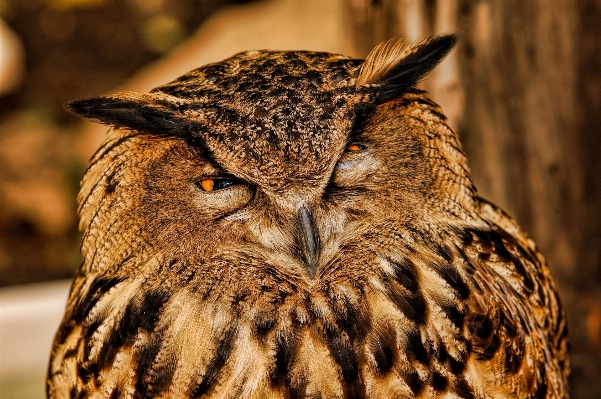 Bird wildlife beak owl Photo