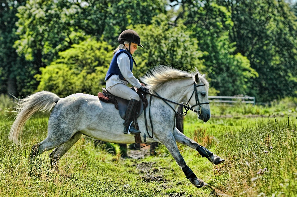 Meadow pasture horse stallion