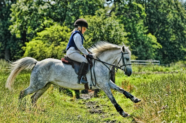 Meadow pasture horse stallion Photo